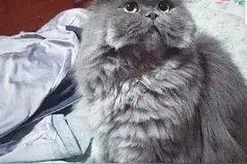 我妈怕家里的蓝猫热，就给它剃了个毛，结果这造型差点把猫给气疯图片