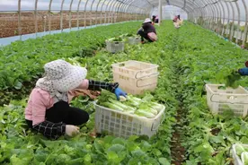 五年，持续奋斗！“三元”大地实现涅槃重生图片
