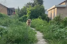 操碎了心！湖南一金毛外出溜达顺回邻居家南瓜：这下不愁买菜了图片