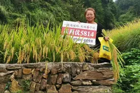 超级稻深两优5814，一个留下传奇的好品种，优质高产抗性好图片