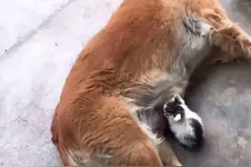 金毛的孩子被送走后，叼回来一个“养子”：以后咱俩凑合过吧图片