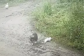 江苏常州：鸭子在狗子面前装死，还没碰到就直接趴下，狗子都蒙了图片