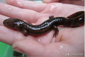 叫声似娃娃哭，是我国重点保护动物，在湖南被端上餐桌百元1斤图片