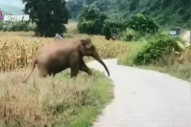 幼象出生六天被母象遗弃 多部门联合救助图片