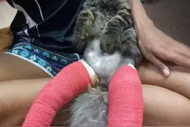 猫咪脚受伤了，在宠物医院包扎出来以后就成了这个样子......图片