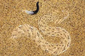 咝蝰家族的两兄弟，一个肥到只能直线爬行，一个时速可达三十公里图片