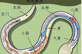 打蛇打七寸，蛇的弱点在哪？图片