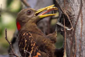 啄木鸟：森林中的“害鸟”，并非“森林医生”，我们被老师骗了图片