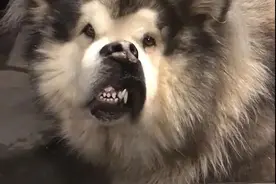 “花美男”阿拉斯加帅你一脸血?养后才发现，就是地主家的傻儿子图片