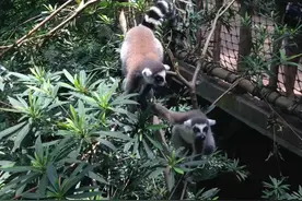 广州长隆野生动物园游记图片