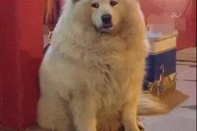 奶奶带狗，不是胖就是丑图片