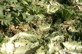 城里老人组团坐免费公交到农村偷菜，民警只能驱赶，法不责众吗？图片