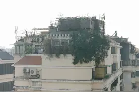 奇葩！沪上巨无霸“鸟巢”，矗立楼顶20多年！养鸡养鸭，还长大树图片