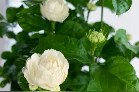 茉莉花里的“男神”，花朵更大、更香，花期达半年，更值得拥有图片