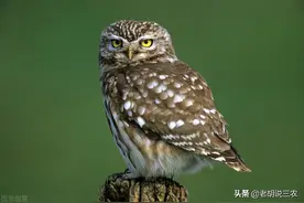 农村人说：“鸮鸟白天把家进，准备后事不用问”，是啥意思？图片