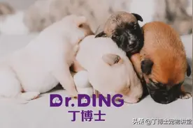 影响犬猫皮毛的营养因素蛋白质、氨基酸、脂肪酸、矿物质、维生素图片