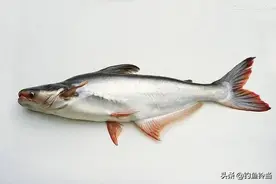 原产于湄公河，目前只有广东少量存在，如何钓经济价值高的巴沙鱼图片