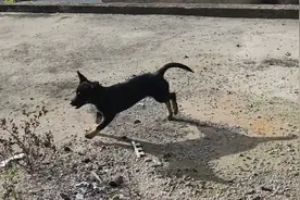 小狗被困多日终被营救！在贵阳！图片