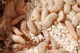 黑水虻，为什么是一种发展前景很好的昆虫？图片