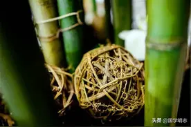 俗话说“竹子结果蛇长毛，哪里有水哪里逃”，老祖宗说的是啥意思图片