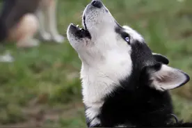 关于狗你不知道的 25 件事图片