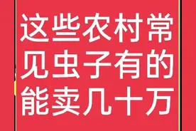 这几种农村常见虫子，都“身价不菲”，最贵的能换一辆小汽车图片