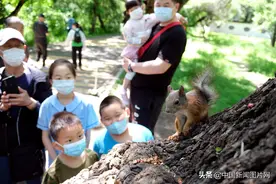 辽宁沈阳：儿童节里松鼠与小朋友偶遇图片