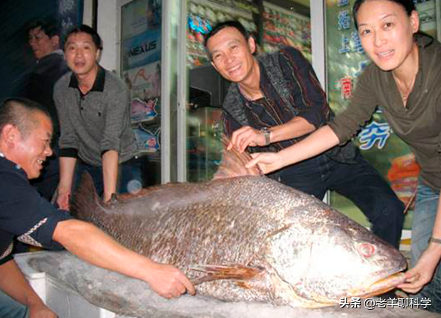 取花胶 2026年取花胶的是什么鱼