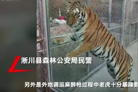 南阳两老虎咬死饲养员被击毙后续：饲养员脖子被咬成重伤 不得已才击毙图片