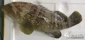 本港海鲜和外港区别 2026年本港海鲜和外港区别大吗