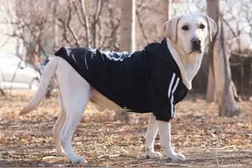 宠物衣服到底该不该穿？宠物专家为你在线答疑图片