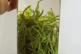 保靖黄金茶基本情况介绍图片