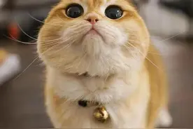 赛级猫咪的定义图片