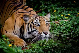 谈骨论今，揉骨为玉——虎骨图片