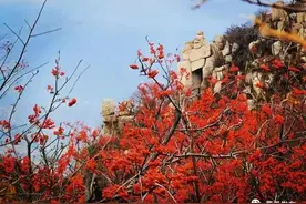 美醉了！费县天蒙北国红豆图片