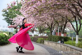 几位身着民族舞裙的大姐在樱花树下拍照、录抖音，玩儿得不亦乐乎图片