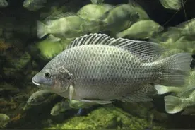 养殖罗非鱼喂生粪好、还是喂腐熟粪好呢？图片