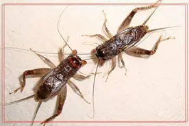 斗蛐蛐吗，赌注一栋房的那种图片