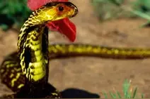 传说中的鸡冠蛇会追人，会跟人比高，这些是真的吗？图片