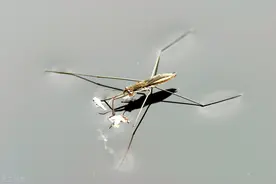 农村水塘常见的虫子“水上漂”，雨后特别多，是益虫还是害虫呢？图片