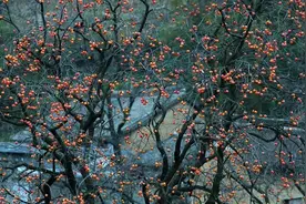 院子种树“讲究大”，5种树随便种一棵，旺家又好吃，越养越吉利图片