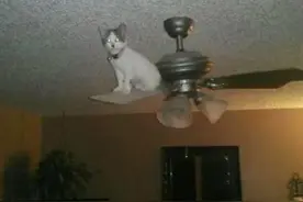 震撼！2021奥斯卡武侠大片《卧猫藏龙》激情上映！猫：基本操作啦图片