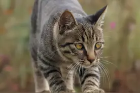 为什么猫咪一旦“离家出走”，很少有再回来的？图片