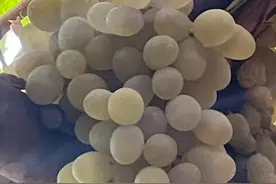 吐鲁番的葡萄熟了图片