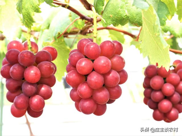 日本筑地花胶 2026年最新日本筑地花胶