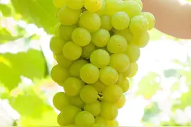 久负盛名的新疆葡萄无核白图片