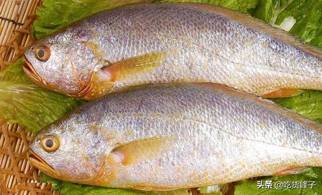 黄花鱼的区别 2026年野生黄花鱼和养殖黄花鱼的区别