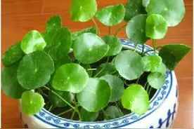 几种喜水的植物，再也不怕水浇太多而涝死了图片