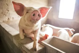 最强降温来袭，你穿上了羽绒服，可别忽略猪场里这3个方面图片