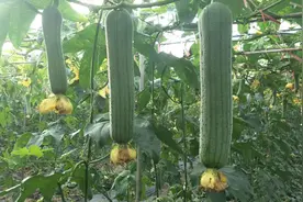 超高产丝瓜种！创下连续坐瓜16个的记录！亩产高达1万6千斤图片